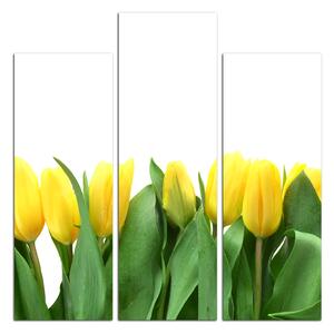 Slika na platnu - Žuti tulipani - kvadrat 303D (75x75 cm)