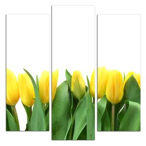 Slika na platnu - Žuti tulipani - kvadrat 303C (75x75 cm)