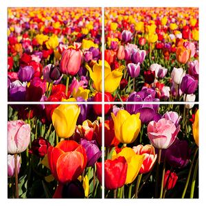 Slika na platnu - Polje tulipana - kvadrat 304D (60x60 cm)