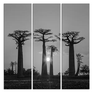 Slika na platnu - Baobabi u zalasku sunca - kvadrat 305ČB (75x75 cm)