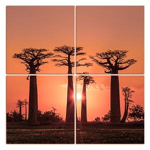 Slika na platnu - Baobabi u zalasku sunca - kvadrat 305FD (60x60 cm)