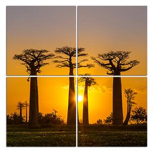 Slika na platnu - Baobabi u zalasku sunca - kvadrat 305D (60x60 cm)