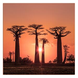 Slika na platnu - Baobabi u zalasku sunca - kvadrat 305FA (50x50 cm)