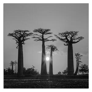 Slika na platnu - Baobabi u zalasku sunca - kvadrat 305ČA (50x50 cm)