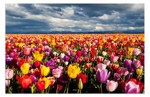 Slika na platnu - Polje tulipana 104A (90x60 cm )
