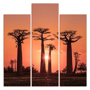 Slika na platnu - Baobabi u zalasku sunca - kvadrat 305FC (75x75 cm)