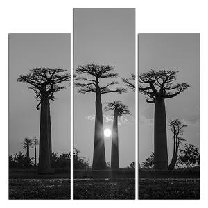 Slika na platnu - Baobabi u zalasku sunca - kvadrat 305ČC (75x75 cm)