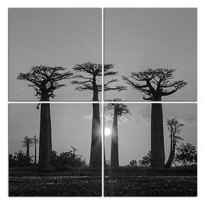 Slika na platnu - Baobabi u zalasku sunca - kvadrat 305ČD (60x60 cm)