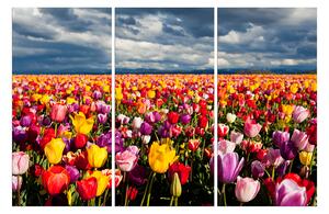 Slika na platnu - Polje tulipana 104B (150x100 cm)