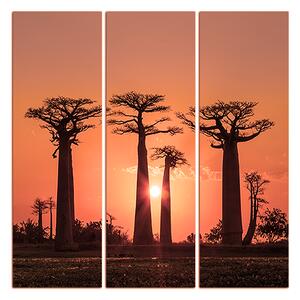 Slika na platnu - Baobabi u zalasku sunca - kvadrat 305FB (75x75 cm)