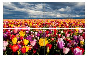 Slika na platnu - Polje tulipana 104D (120x80 cm)