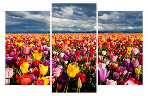 Slika na platnu - Polje tulipana 104C (120x80 cm)