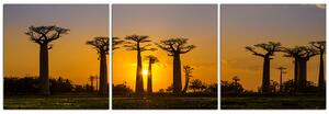 Slika na platnu - Baobabi na zalasku sunca - panorama 503B (90x30 cm)