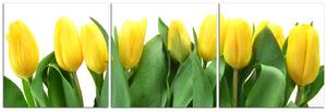 Slika na platnu - Žuti tulipani - panorama 503B (90x30 cm)