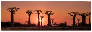 Slika na platnu - Baobabi na zalasku sunca - panorama 505FA (105x35 cm)