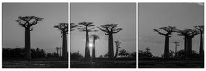 Slika na platnu - Baobabi na zalasku sunca - panorama 503ČB (90x30 cm)