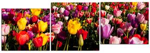 Slika na platnu - Polje tulipana - panorama 504D (150x50 cm)