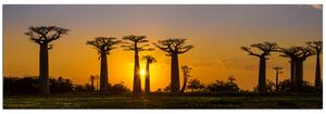 Slika na platnu - Baobabi na zalasku sunca - panorama 505A (105x35 cm)