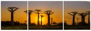 Slika na platnu - Baobabi na zalasku sunca - panorama 505C (90x30 cm)