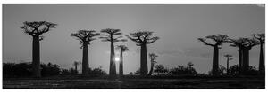 Slika na platnu - Baobabi na zalasku sunca - panorama 505ČA (105x35 cm)