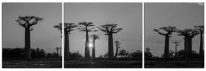 Slika na platnu - Baobabi na zalasku sunca - panorama 505ČC (150x50 cm)