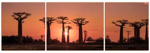Slika na platnu - Baobabi na zalasku sunca - panorama 505FC (90x30 cm)