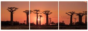 Slika na platnu - Baobabi na zalasku sunca - panorama 503FB (90x30 cm)