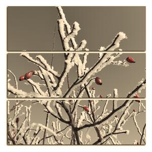 Slika na platnu - Plod divlje ruže prekriven snijegom - kvadrat 346ČD (75x75 cm)