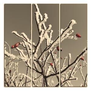 Slika na platnu - Plod divlje ruže prekriven snijegom - kvadrat 346ČB (75x75 cm)