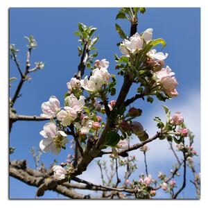 Slika na platnu - Procvjetalo stablo jabuke - kvadrat 347A (50x50 cm)