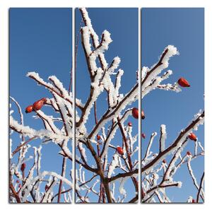Slika na platnu - Plod divlje ruže prekriven snijegom - kvadrat 346B (75x75 cm)