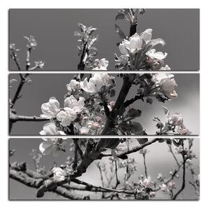 Slika na platnu - Procvjetalo stablo jabuke - kvadrat 347ČC (75x75 cm)