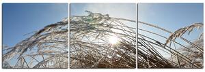 Slika na platnu - Zimsko jutro - panorama 545B (150x50 cm)