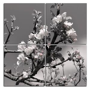 Slika na platnu - Procvjetalo stablo jabuke - kvadrat 347ČD (60x60 cm)