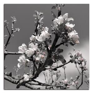 Slika na platnu - Procvjetalo stablo jabuke - kvadrat 347ČA (50x50 cm)