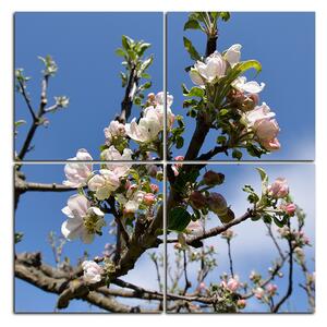Slika na platnu - Procvjetalo stablo jabuke - kvadrat 347D (60x60 cm)