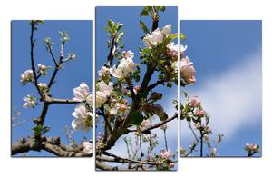 Slika na platnu - Procvjetalo stablo jabuke 147C (150x100 cm)