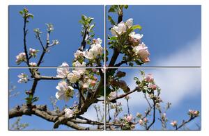 Slika na platnu - Procvjetalo stablo jabuke 147D (120x80 cm)