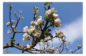 Slika na platnu - Procvjetalo stablo jabuke 147A (120x80 cm)