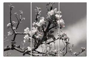 Slika na platnu - Procvjetalo stablo jabuke 147ČB (120x80 cm)