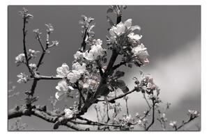 Slika na platnu - Procvjetalo stablo jabuke 147ČA (100x70 cm)