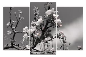 Slika na platnu - Procvjetalo stablo jabuke 147ČC (90x60 cm)