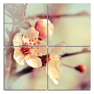 Slika na platnu - Trešnjin cvijet - kvadrat 358E (60x60 cm)