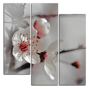 Slika na platnu - Trešnjin cvijet - kvadrat 358FC (75x75 cm)