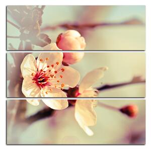 Slika na platnu - Trešnjin cvijet - kvadrat 358D (75x75 cm)