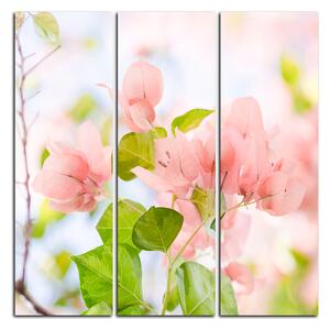 Slika na platnu - Papirnato cvijeće bugenvilije - kvadrat 357B (75x75 cm)