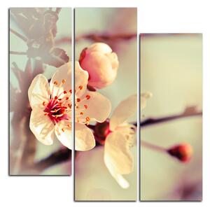 Slika na platnu - Trešnjin cvijet - kvadrat 358C (75x75 cm)