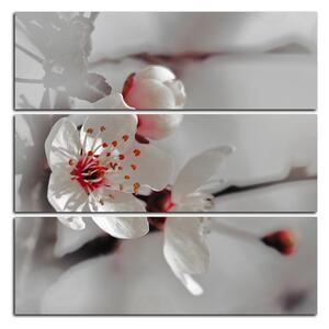 Slika na platnu - Trešnjin cvijet - kvadrat 358FD (75x75 cm)