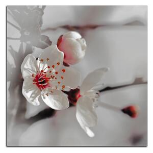 Slika na platnu - Trešnjin cvijet - kvadrat 358FA (50x50 cm)