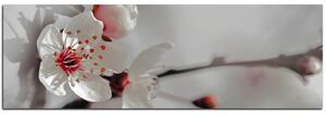 Slika na platnu - Trešnjin cvijet - panorama 558FA (105x35 cm)